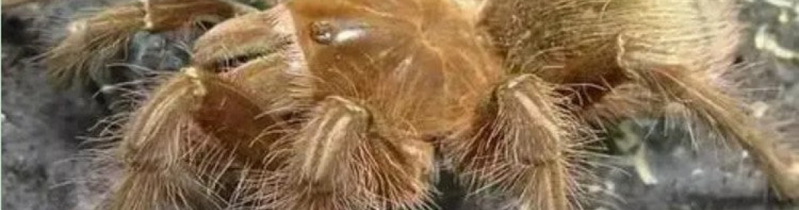 Who is the King of Spiders? Goliath Birdeater or Tarantula Who is the King of Spiders? Goliath Birdeater or Tarantula