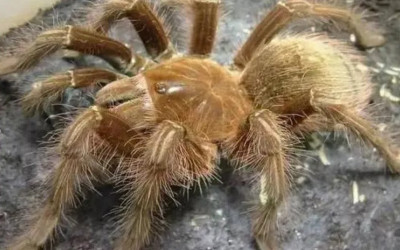 Who is the King of Spiders? Goliath Birdeater or Tarantula