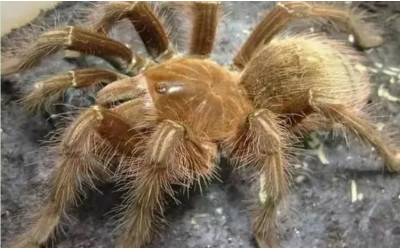 Who is the King of Spiders? Goliath Birdeater or Tarantula